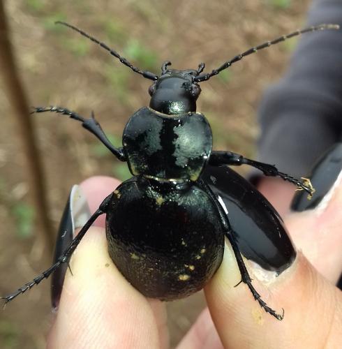 Réf. 192 160 : Carabus coriaceus